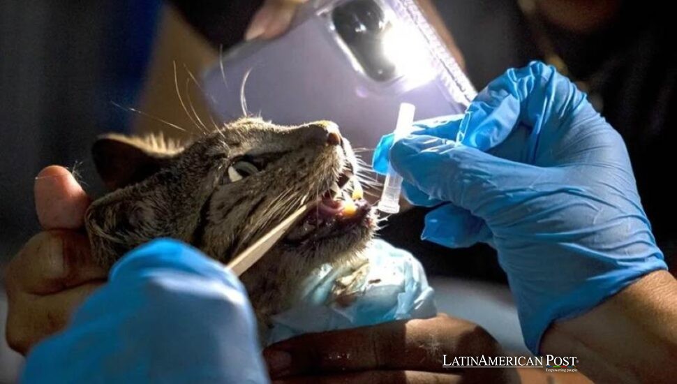 Mascotas esperan tras las rejas en Venezuela a que sus familias regresen tras el terremoto