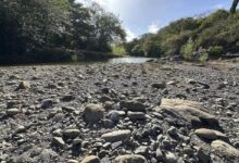 Honduras cuenta hileras vacías de maíz mientras la sequía roba la última temporada de siembra