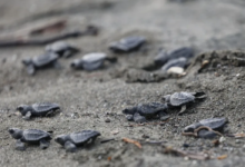 La playa oscura de Panamá protege a cuatro especies de tortugas frente a una costa que se ilumina rápidamente