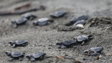 La playa oscura de Panamá protege a cuatro especies de tortugas frente a una costa que se ilumina rápidamente