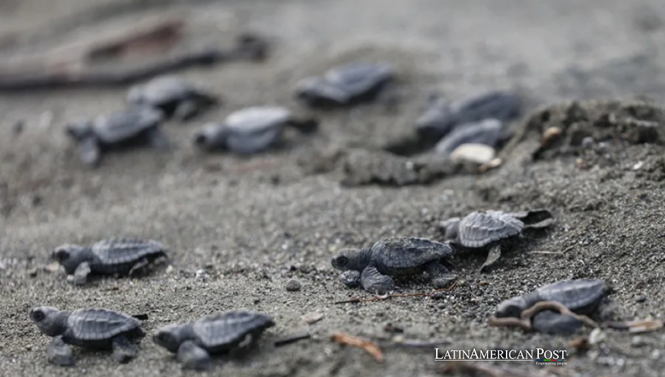 La playa oscura de Panamá protege a cuatro especies de tortugas frente a una costa que se ilumina rápidamente