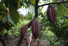 Los productores de cacao enfrentan un giro amargo mientras las lluvias intensas amenazan sus cosechas