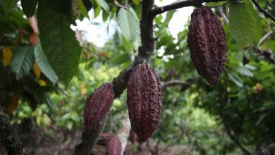 Los productores de cacao enfrentan un giro amargo mientras las lluvias intensas amenazan sus cosechas
