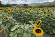 Honduras Farm Planted Sunflowers for Cows and Harvested 70,000 Annual Visitors Instead
