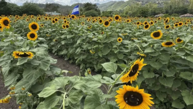 Honduras Farm Planted Sunflowers for Cows and Harvested 70,000 Annual Visitors Instead