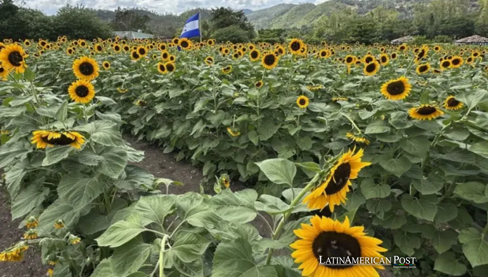 Honduras Farm Planted Sunflowers for Cows and Harvested 70,000 Annual Visitors Instead