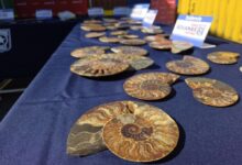 Chile Unwraps 222 Smuggled Fossils Declared as Household Glassware Instead of History