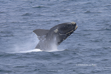 Argentina Confronts a Whale Death Mystery Where Patagonia’s Ocean Giants Begin Life