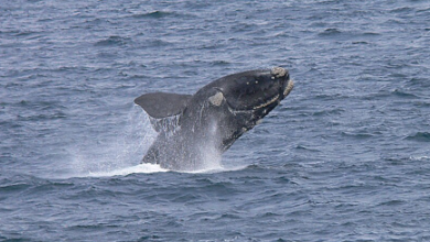 Argentina enfrenta un misterio por la muerte de ballenas donde los gigantes del océano de la Patagonia comienzan su vida Argentina enfrenta un misterio por la muerte de ballenas donde los gigantes del océano de la Patagonia comienzan su vida