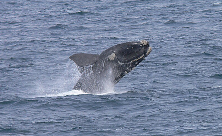 Argentina enfrenta un misterio por la muerte de ballenas donde los gigantes del océano de la Patagonia comienzan su vida