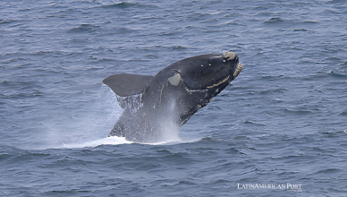 Argentina enfrenta un misterio por la muerte de ballenas donde los gigantes del océano de la Patagonia comienzan su vida Argentina enfrenta un misterio por la muerte de ballenas donde los gigantes del océano de la Patagonia comienzan su vida