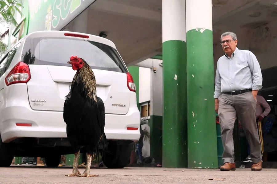 El gallo Martín, frente al Instituto Oncológico en Santa Cruz, Bolivia. EFE/Juan Carlos Torrejón
