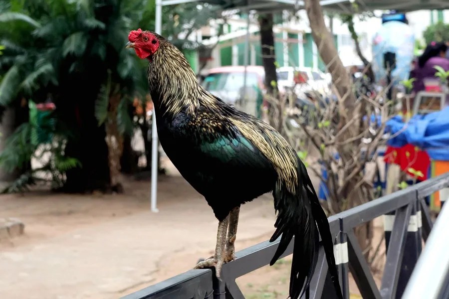 El gallo Martín, frente al Instituto Oncológico en Santa Cruz, Bolivia. EFE/Juan Carlos Torrejón
