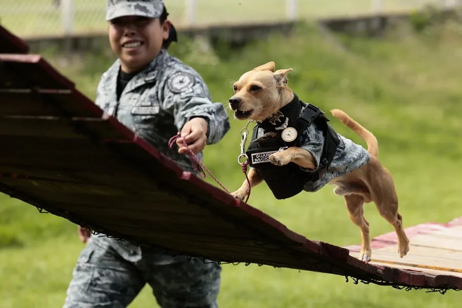 ‘Comando,’ a Chihuahua serving in Mexico’s National Guard. EFE/José Méndez
