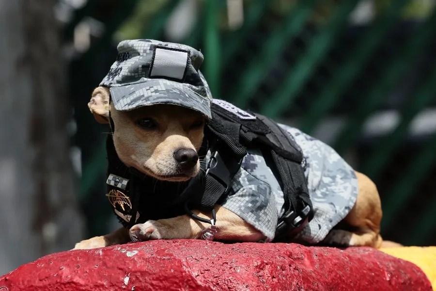 ‘Comando,’ a Chihuahua serving in Mexico’s National Guard. EFE/José Méndez