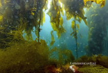 La prohibición de cosechar bosques de algas en Chile: proteger a los pescadores y los ecosistemas submarinos