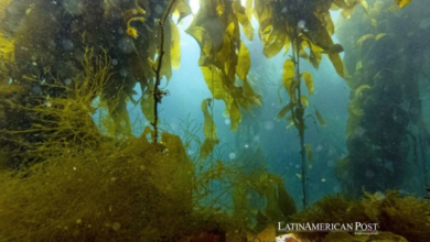 La prohibición de cosechar bosques de algas en Chile: proteger a los pescadores y los ecosistemas submarinos