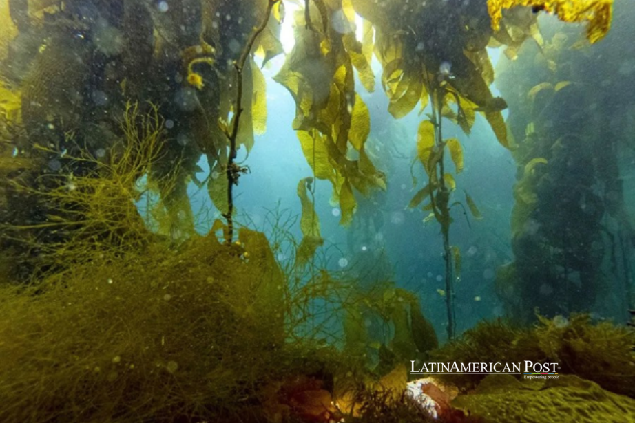 La prohibición de cosechar bosques de algas en Chile: proteger a los pescadores y los ecosistemas submarinos La prohibición de cosechar bosques de algas en Chile: proteger a los pescadores y los ecosistemas submarinos