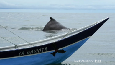 El Pacífico colombiano pide a los turistas del avistamiento de ballenas que den un poco de espacio a sus visitantes más grandes