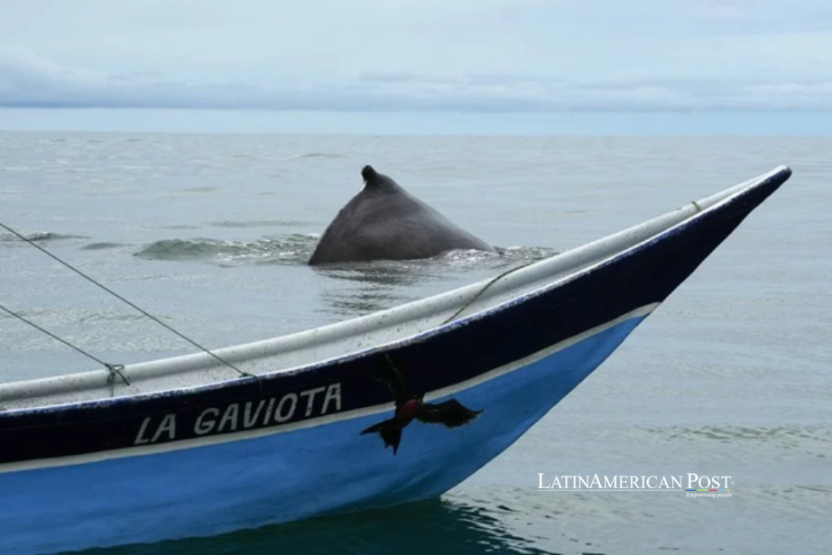 El Pacífico colombiano pide a los turistas del avistamiento de ballenas que den un poco de espacio a sus visitantes más grandes